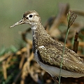 Two Common Sandpipers in the saltwater creek<br />Canon EOS 7D + EF300 F2.8L III + EF2xIII Two Common Sandpipers in the saltwater creek<br />Canon EOS 7D + EF300 F2.8L III + EF2xIII